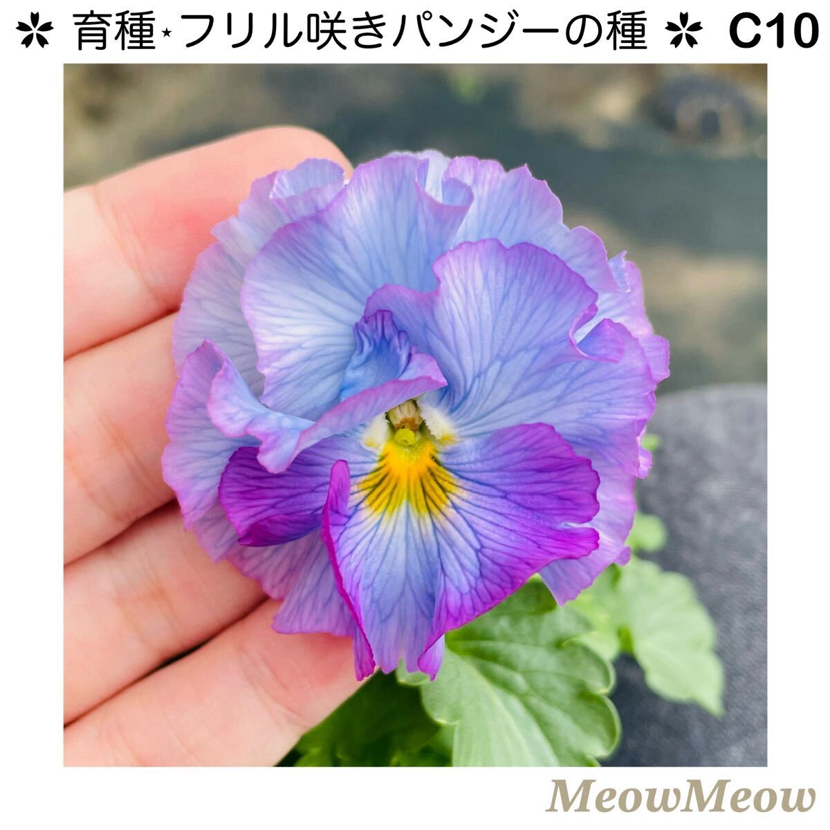 【C10】MeowMeow交配・フリルパンジーの種(20粒)拍卖
