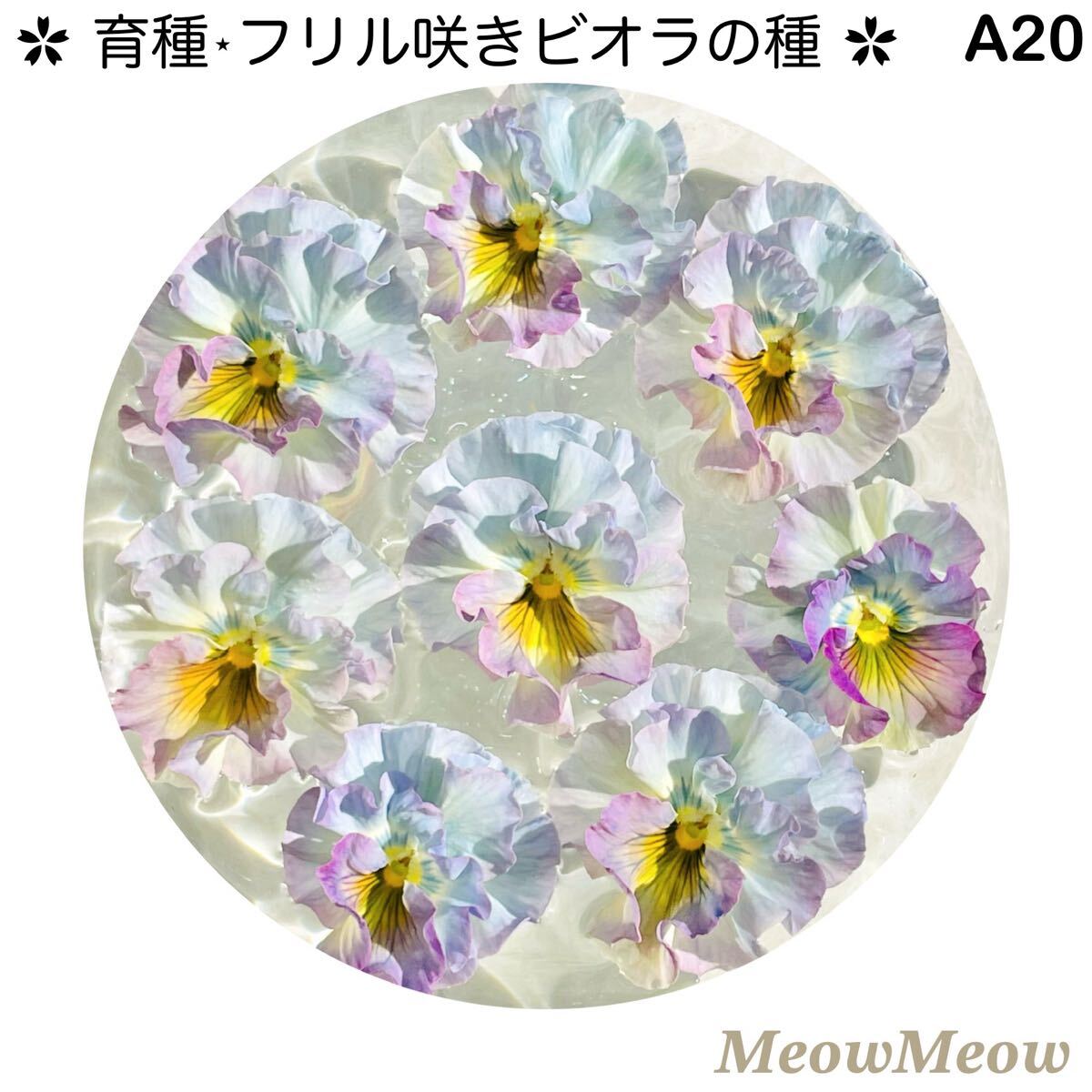 【A20】MeowMeow交配・フリルビオラの種(30粒)拍卖