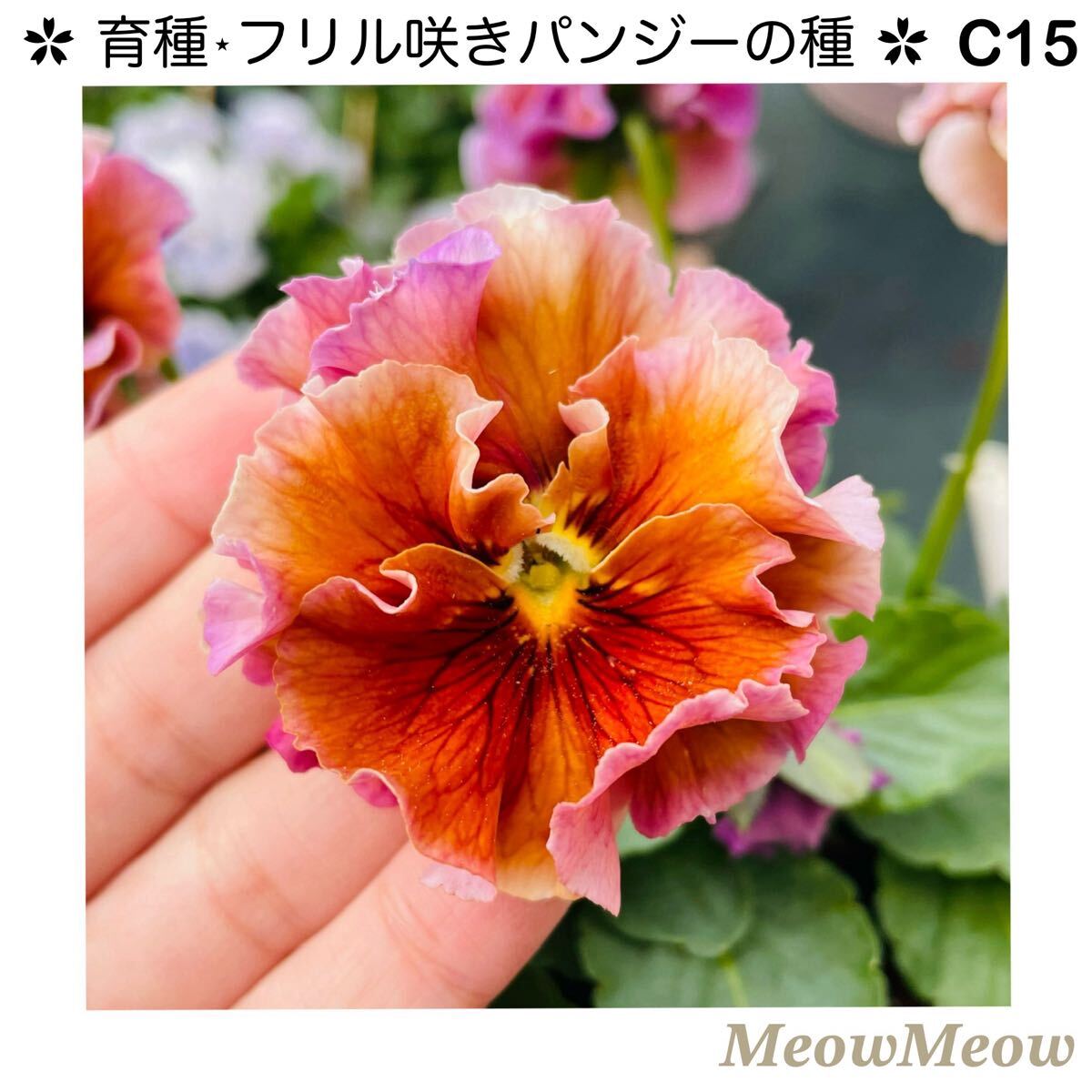 【C15】MeowMeow交配・フリルパンジーの種(20粒)拍卖