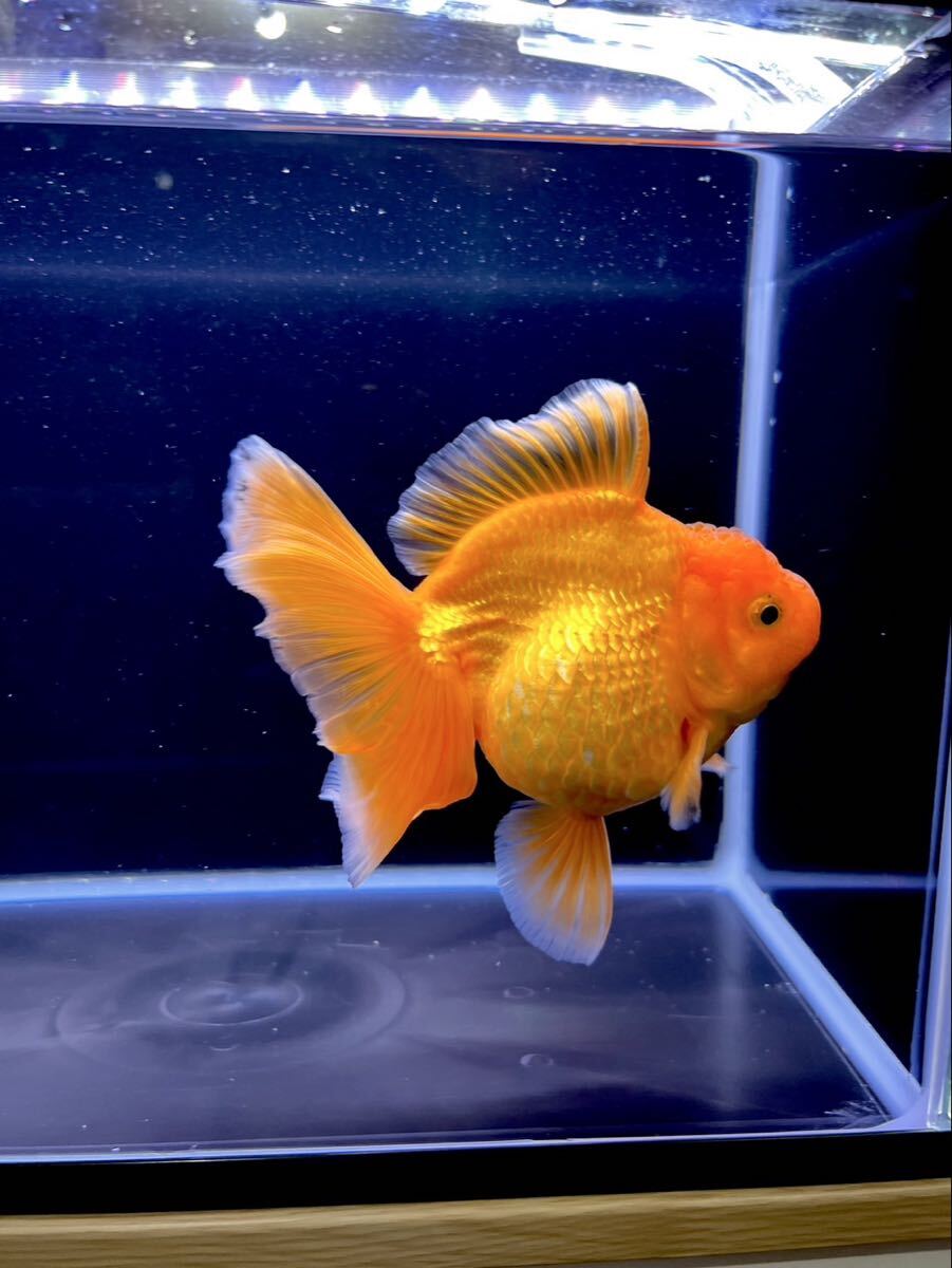 【毘沙門】 ハイボディ 赤 人気色 ロングフィン タイ産 ローズテールオランダ 16cm±拍卖