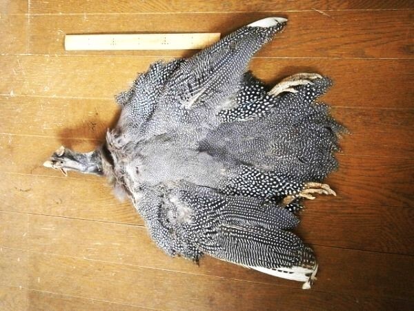 ★フライタイイング・マテリアル/ギニア・コンプリートスキン拍卖