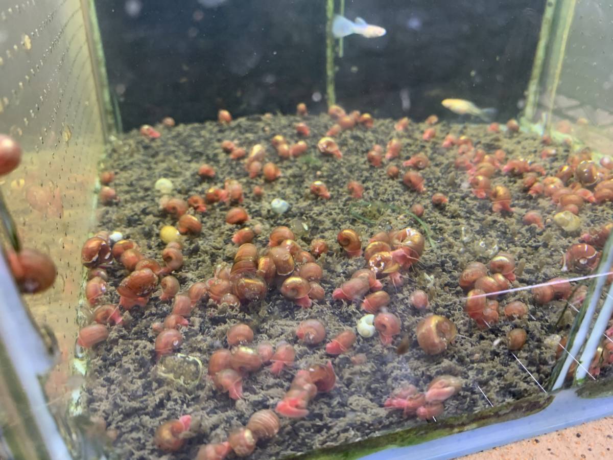 30匹 レッドラムズホーン 送料無料  苔処理 残餌処理 水槽の掃除屋さん 繁殖力抜群 ①拍卖