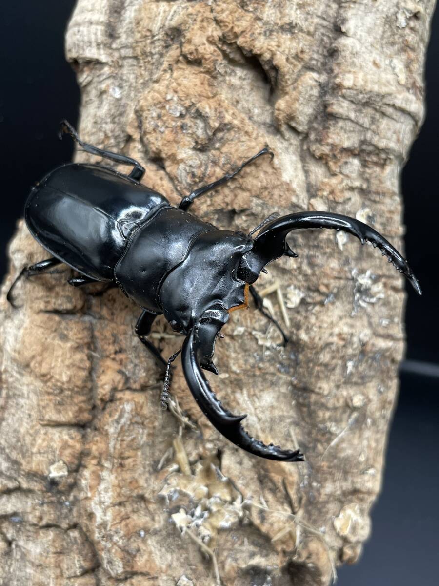 オマケ付き DV産 ウエストウッディ 初2令幼虫4頭セット 76mm×49mm Rhaetus westwoodi westwoodi 拍卖