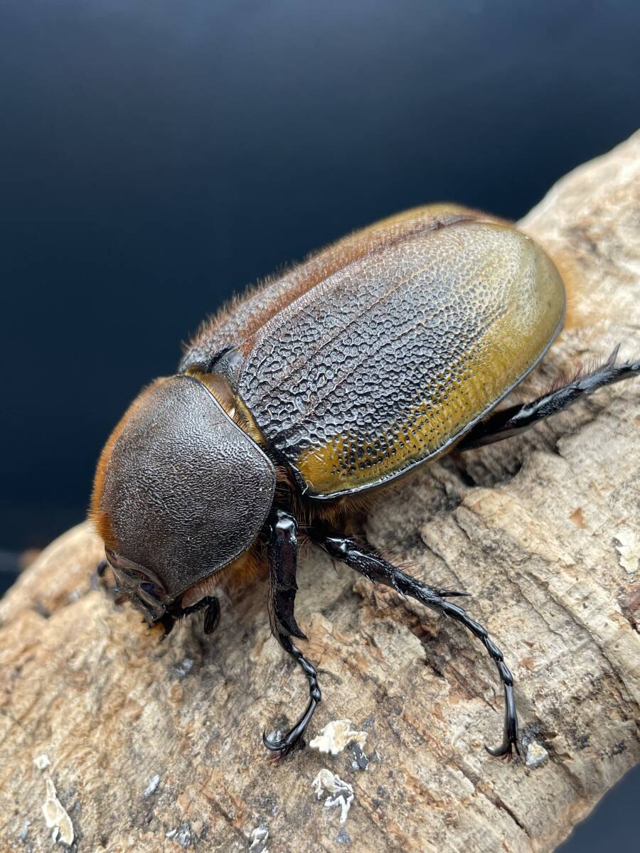 檸檬エクア 新成虫メス単品 A×B ♀単 Dynastes hercules ecuatorianus拍卖
