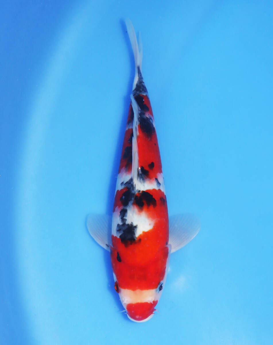【革新鯉】No.19 ★ SPオークション  別府養魚場産  大正三色 2才 25㎝ 不明拍卖
