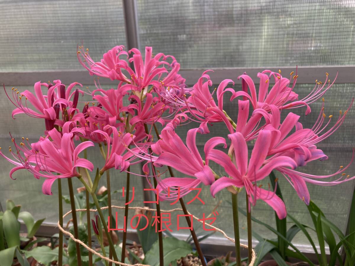 ⑰ リコリス・山の根ロゼ 中球 未開花球 3.5寸ロングビニポット植え拍卖