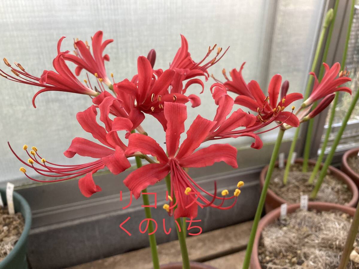 ④ リコリス・くのいち 今年の未開花球 中球 3.5寸ビニポット植え拍卖