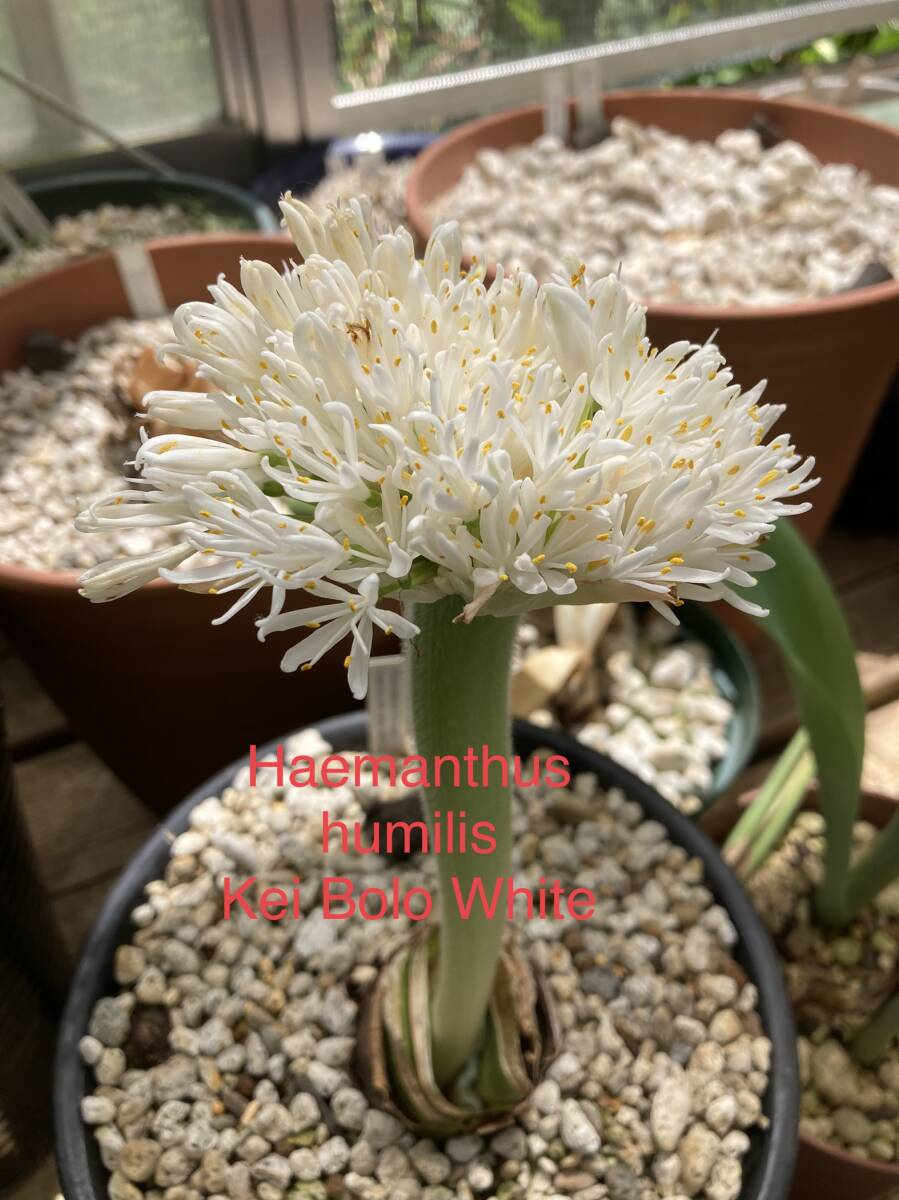① ハエマンサス・フミリス ケイボロタイプ Haemanthus humilis ssp. humilis Kei Bolo White 実生3年球拍卖