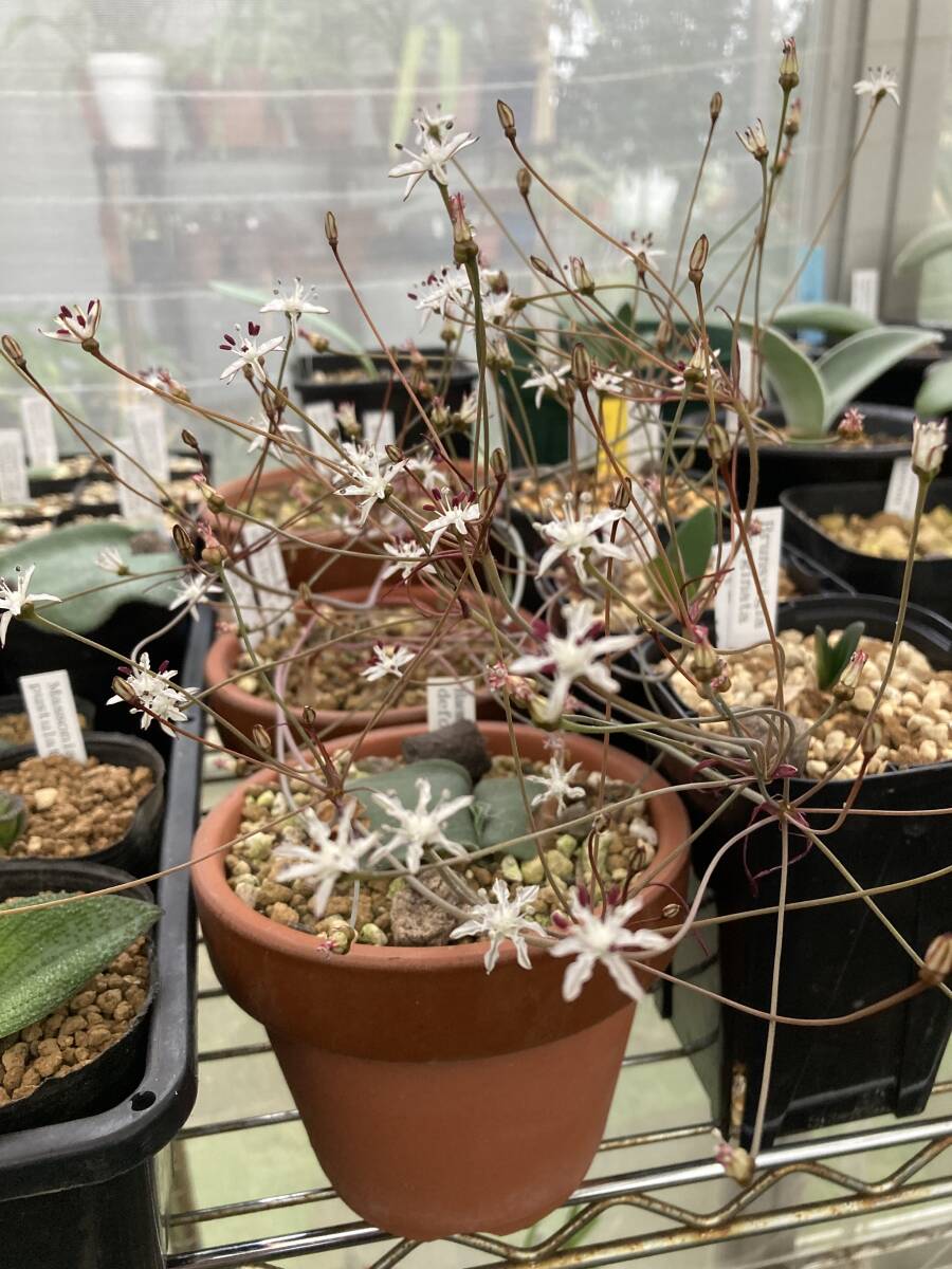 ① ストルマリア・ディスシフェラ Strumaria discifera 3球植え拍卖