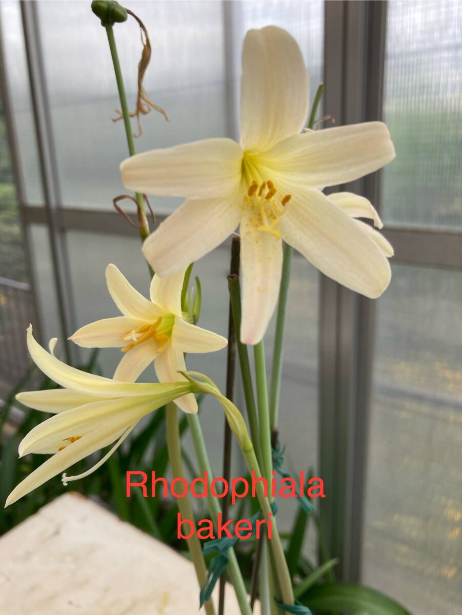 ② ロドフィアラ・バケリ Rhodophiala bakeri 実生苗拍卖