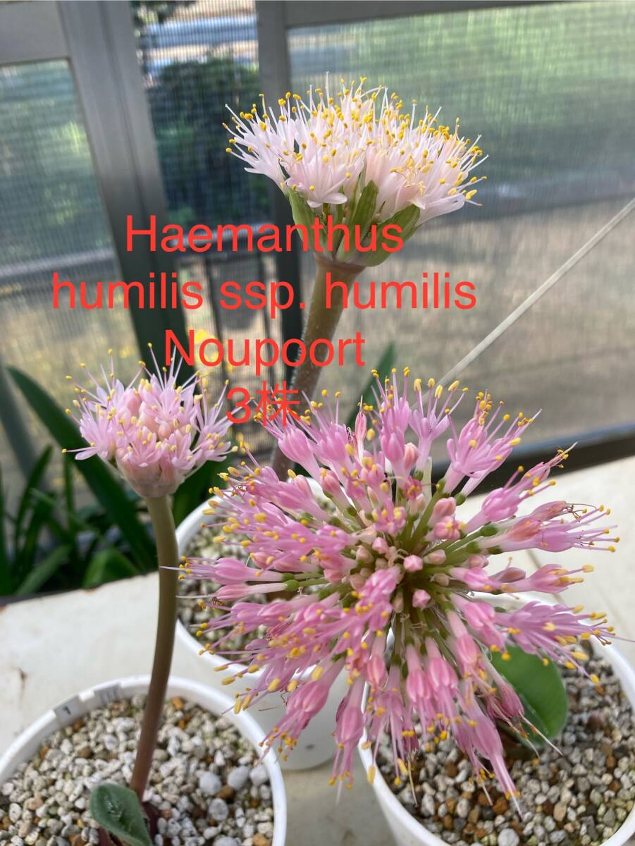② ハエマンサス・フミリス Haemanthus humilis ssp. humilis Noupoort 実生2年生拍卖