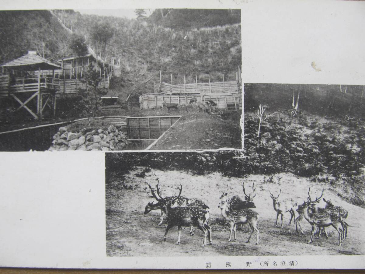 昭15 千葉 清澄山【野獣園】鹿さん 繪葉書拍卖