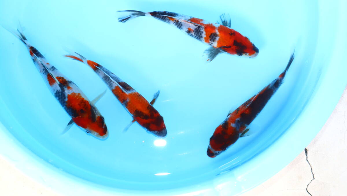 錦鯉◎昭和三色・ 4匹セット 約14cm~約16cm 2025年産拍卖