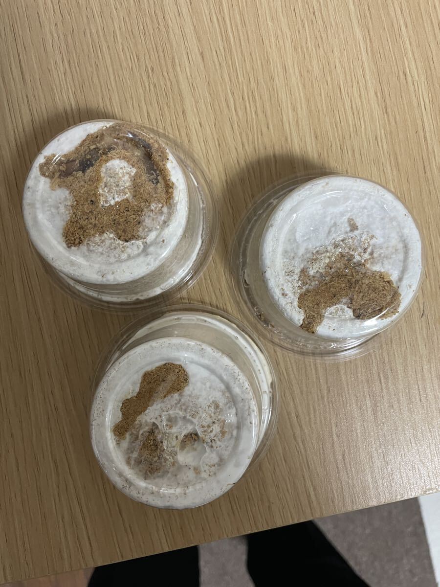 大型血統 タランドゥスオオツヤクワガタ 幼虫 3頭拍卖