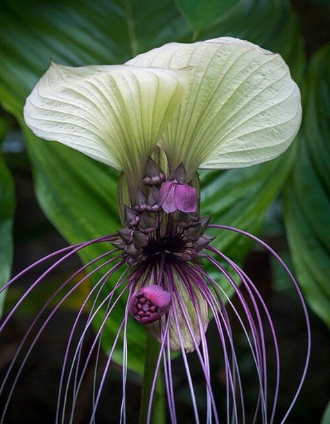 タッカ インテグリフォリア Tacca Integrifolia (正規検疫合格品)拍卖