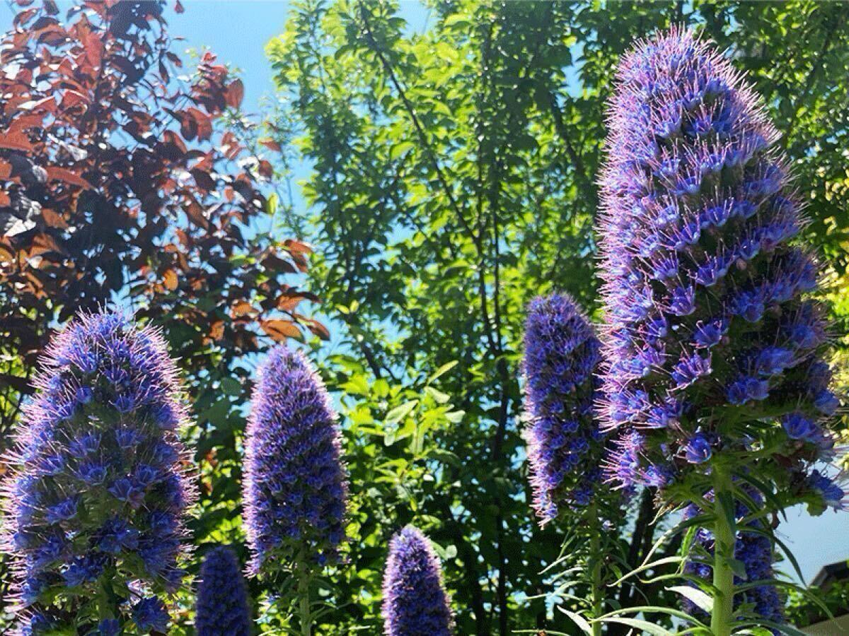 レア蜜源植物 エキウム・カンディカンス Echium candicans (a)拍卖