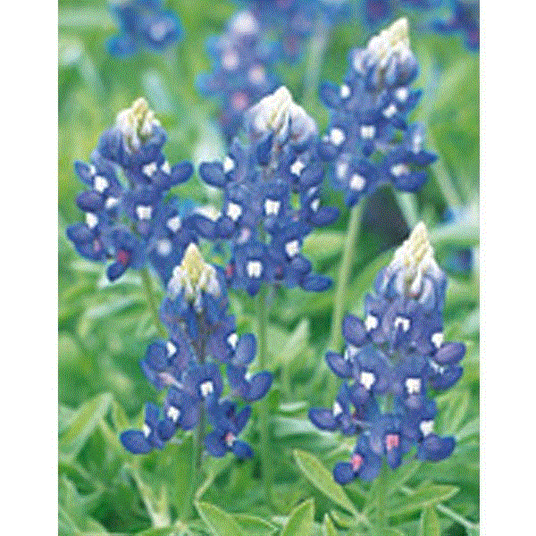 ルピナス・テキセンシス 'ブルーボネット' 種 ルピナス・ブルーボンネット Lupinus texensis ルピナス テキサスブルーボネット拍卖