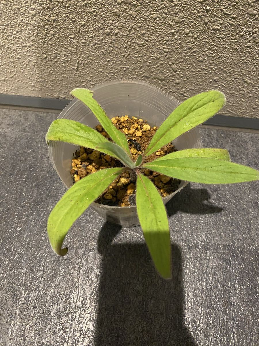 レア蜜源植物 エキウム・カンディカンス Echium candicans (c)拍卖