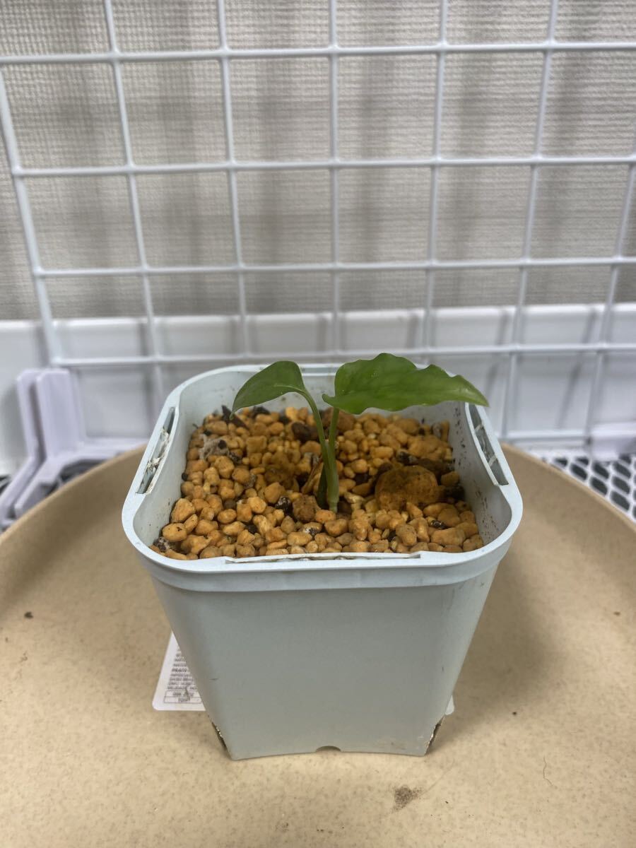 小苗 モンステラ オブリクア ペルーMonstera Obliqua Peru拍卖