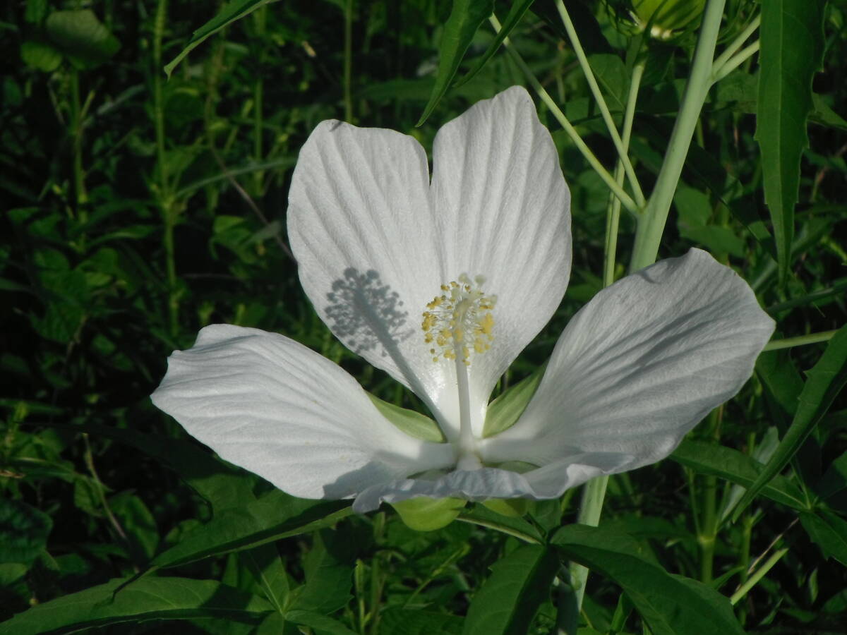 種 モミジバアオイ 白花 20粒 /タネ たね拍卖