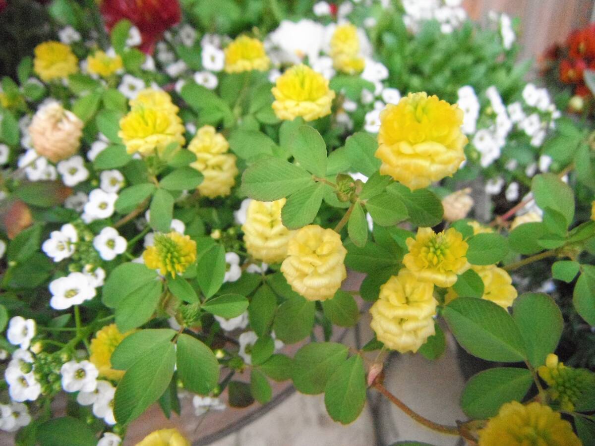 種 黄色いクローバー 花がら10個 /タネ たね拍卖