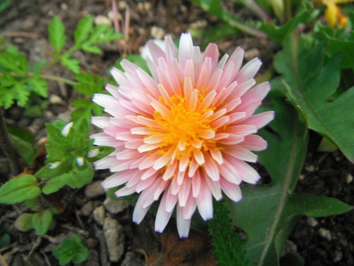 種 緋紅たんぽぽ 30粒 /タネ たね拍卖