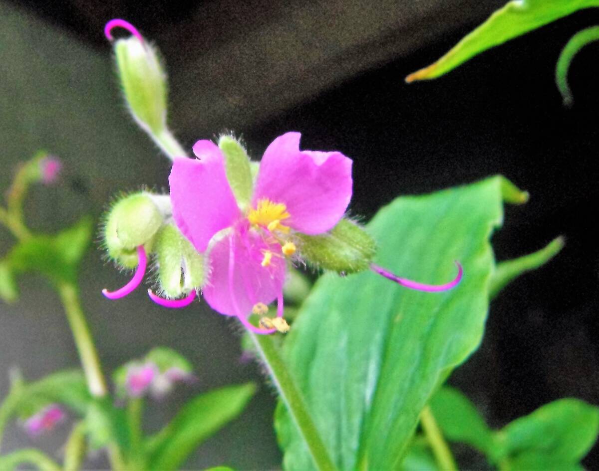 種 赤花ツユクサ 15粒 /タネ たね拍卖