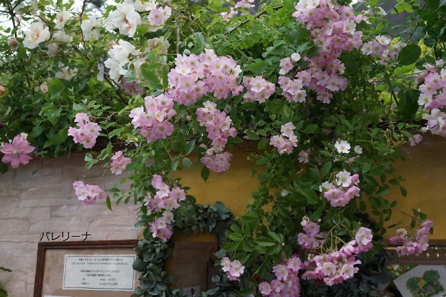 バレリーナ 人気オールドローズ 良く咲き 花持ち良い 送料290円 普通郵便 同梱歓迎します!拍卖