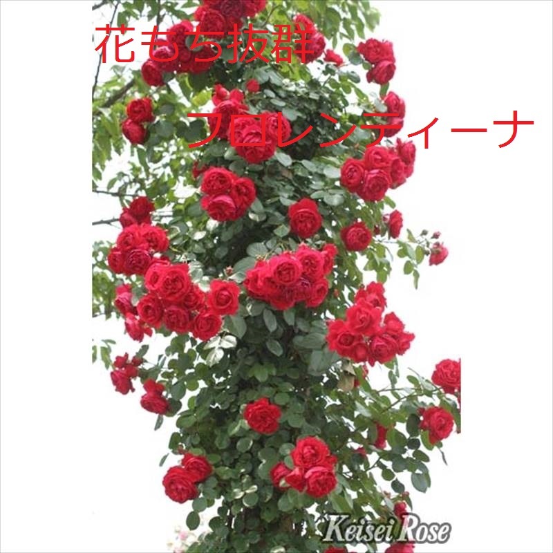 即決 ビビッドな・大変丈夫な・花持ちの大変良い・ゴージャスつる 送料290円 普通郵便 同梱歓迎します!拍卖