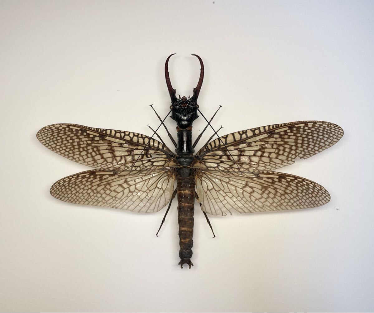 オオキバヘビトンボ 中国産 特大サイズ 開翅20cm 体長14.2cm 昆虫標本拍卖
