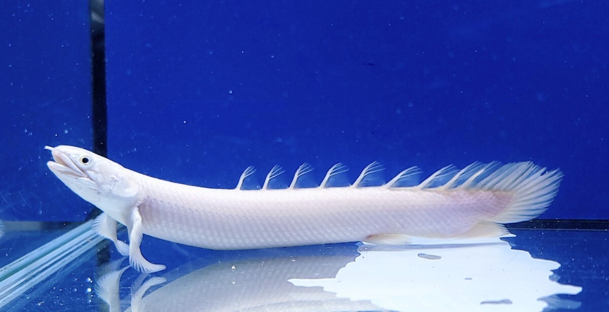 AQUASHOPアクアランド ☆【厳選】再出品個体!スーパーホワイト! オトヒメ爆食!ポリプテルス プラチナセネガルス 約16cm☆ 保証有り拍卖