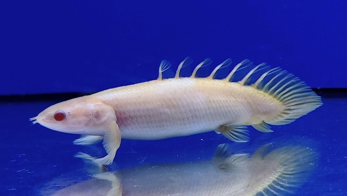 AQUASHOPアクアランド ☆丸々可愛い!オトヒメ爆食!ポリプテルス アルビノセネガルス ショート 約10cm☆ 保証有り拍卖