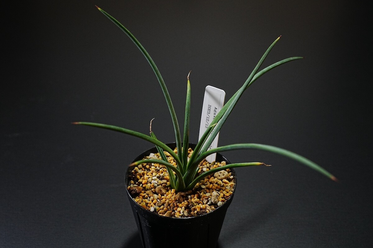 厳選実生株 アガベ / ストリクタ・ルブラ 赤吹上 Agave stricta 'Rubra' 第四種郵便物 no.3拍卖