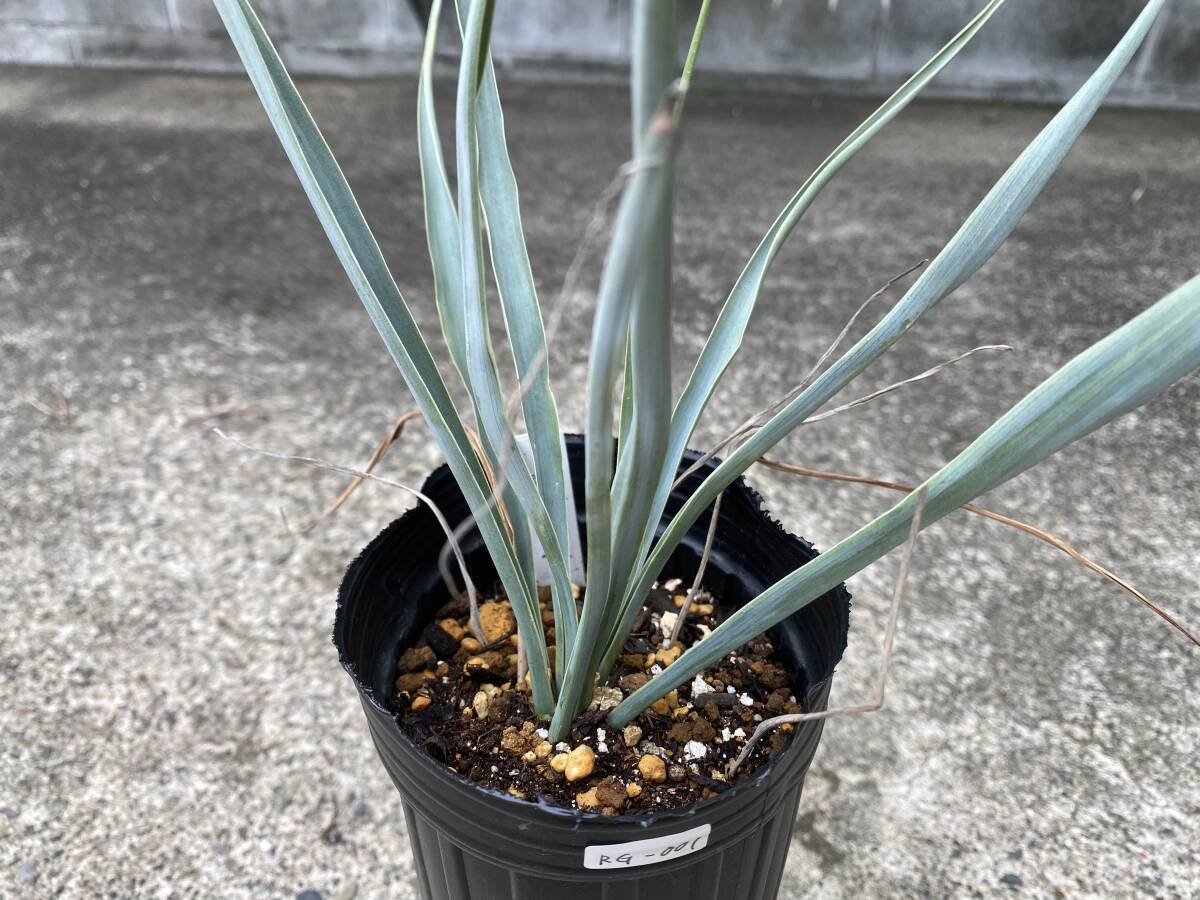 【厳選実生苗】ユッカ リギダ Yucca Rigida 検/ ユッカ ロストラータ ドライガーデン RG-002拍卖