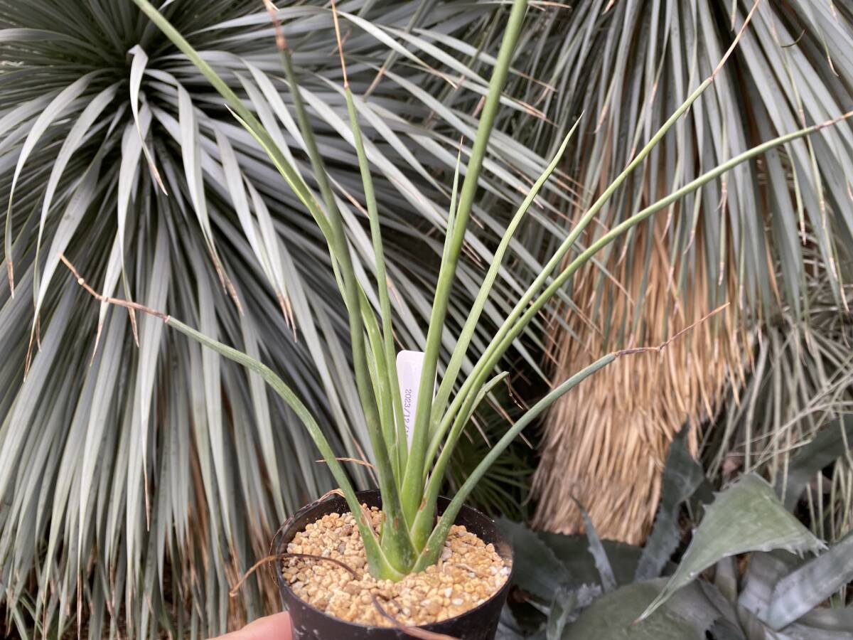 【厳選優良株】現品 アガベ / ストリクタ・ルブラ 赤吹上 Agave stricta 'Rubra' sp.05拍卖