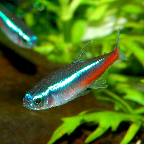 ★即決★ネオンテトラ 22匹セット ★カラシン 熱帯魚拍卖