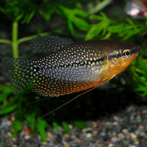 ★即決★パールグラミー 3匹セット ★ 熱帯魚拍卖