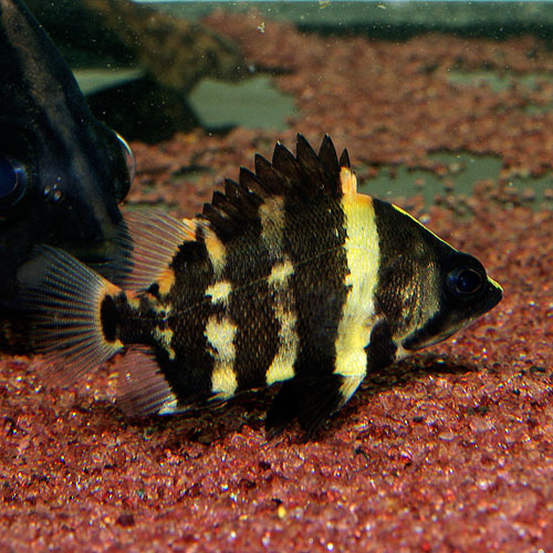 ★即決★ニューギニアダトニオ ±8-10cm 熱帯魚 ワイルド 天然採集個体 タイガーフィッシュ拍卖