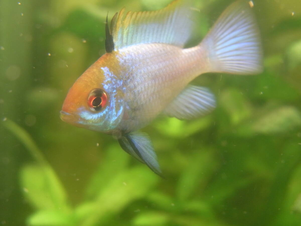 ドイツラム・ブルー (国産) 1ペア 宅急便 補償付拍卖