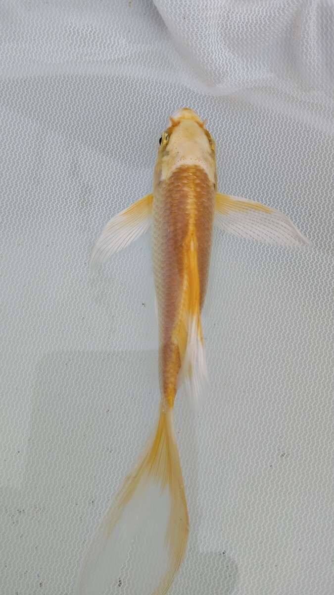 farmdo加藤商店 ヒレナガ錦鯉1匹 No365拍卖