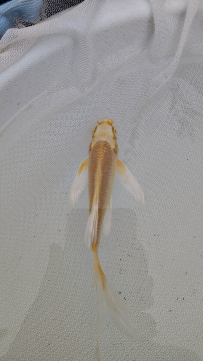 farmdo加藤商店 ヒレナガ錦鯉1匹 No366拍卖