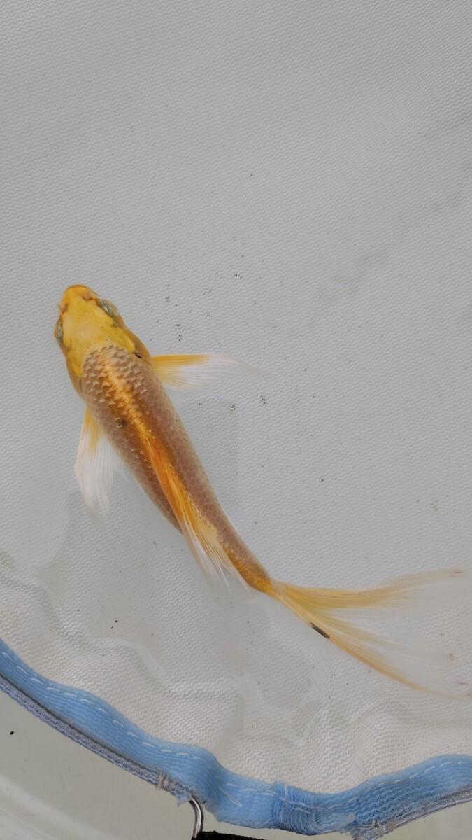 farmdo加藤商店 ヒレナガ錦鯉1匹 No367拍卖