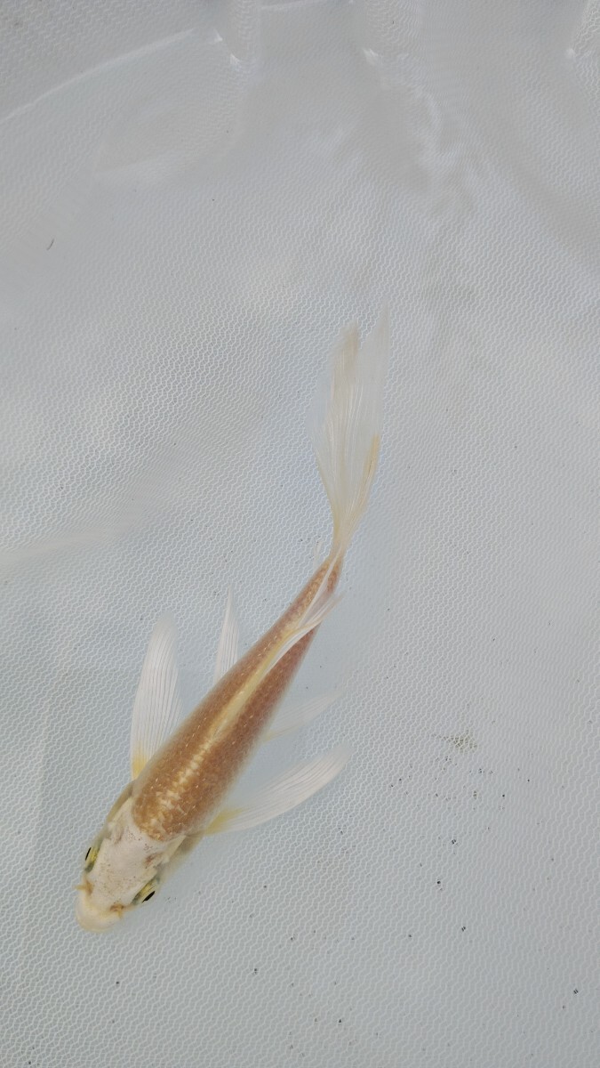 farmdo加藤商店 ヒレナガ錦鯉1匹 No393拍卖