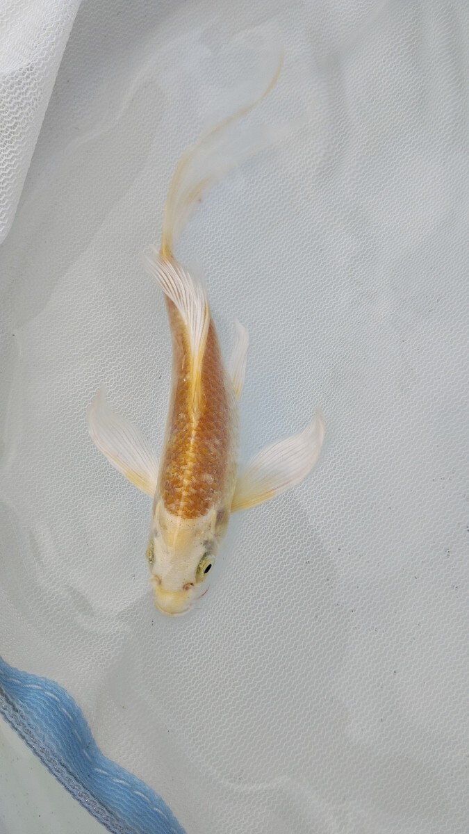 farmdo加藤商店 ヒレナガ錦鯉1匹 No394拍卖