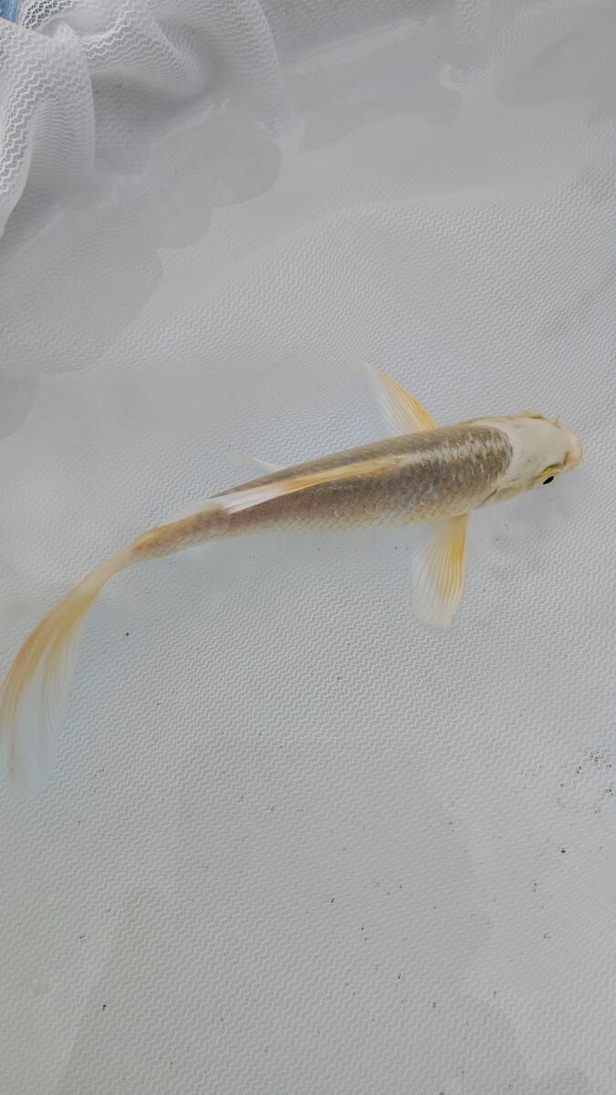 farmdo加藤商店 ヒレナガ錦鯉1匹 No396拍卖