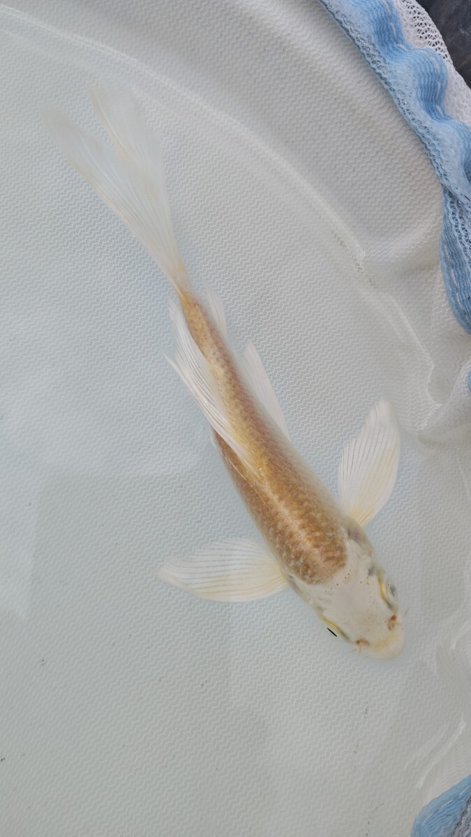 farmdo加藤商店 ヒレナガ錦鯉1匹 No397拍卖