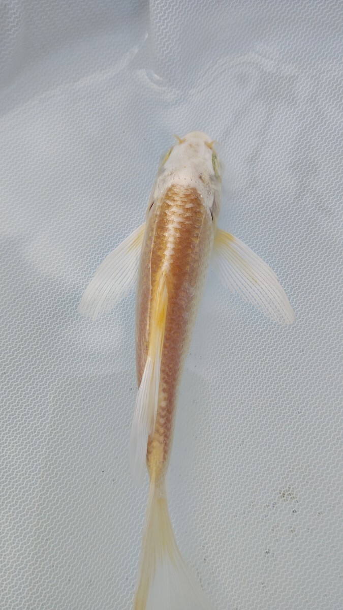 farmdo加藤商店 ヒレナガ錦鯉1匹 No398拍卖