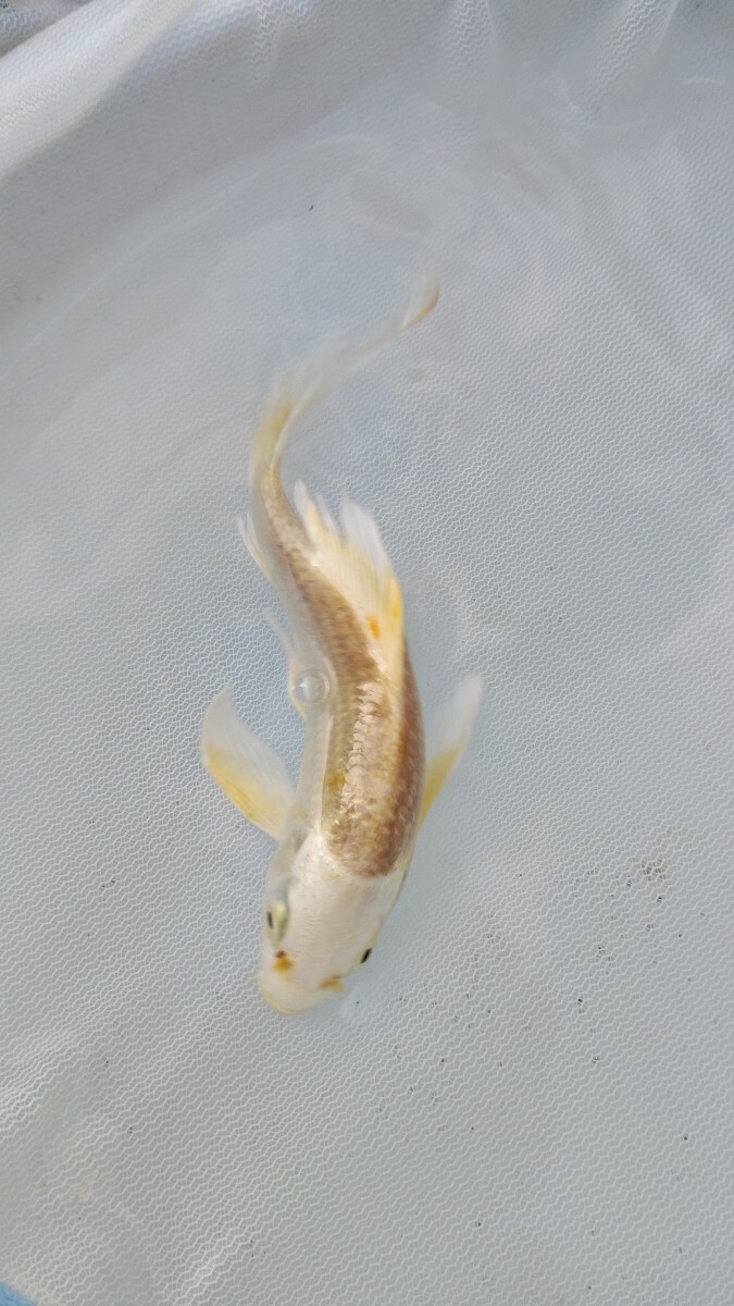 farmdo加藤商店 ヒレナガ錦鯉1匹 No399拍卖