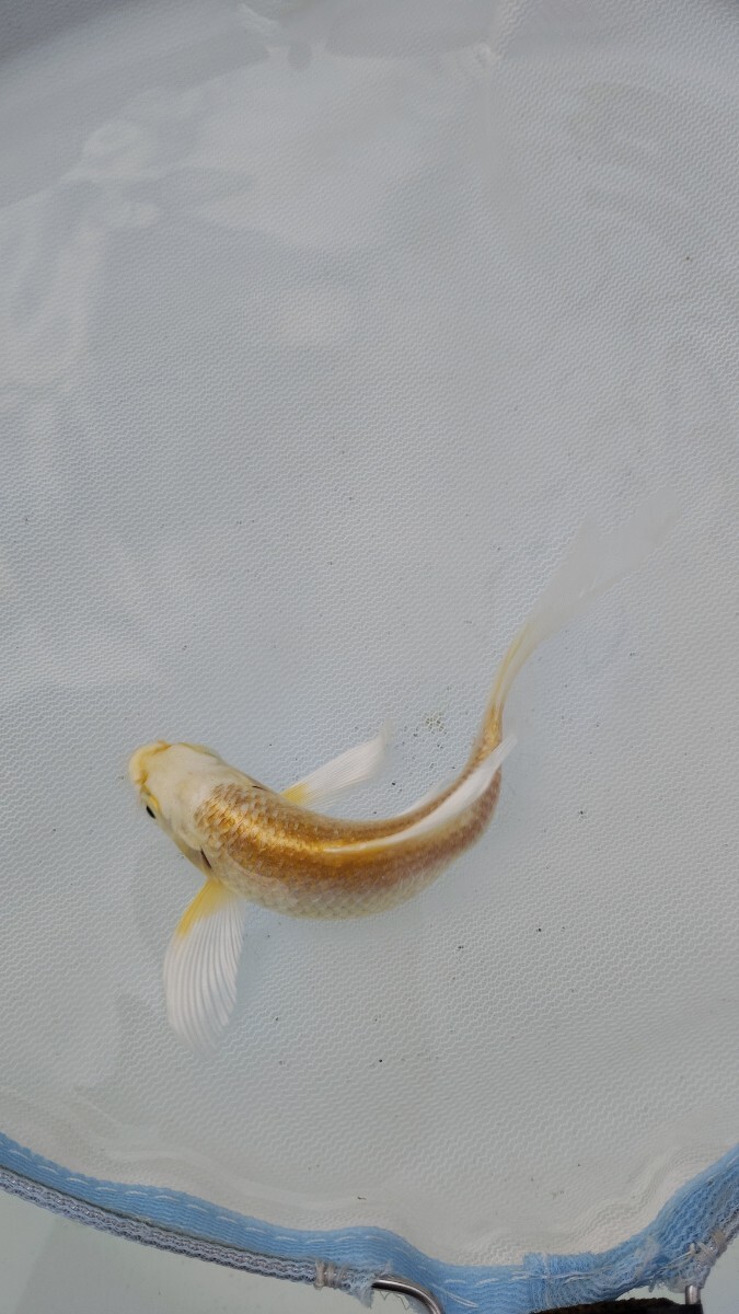 farmdo加藤商店 ヒレナガ錦鯉1匹 No400拍卖