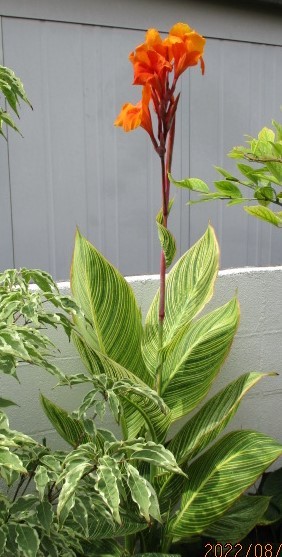 カンナ ‘ベンガルタイガー’ 苗(球根)“即決”拍卖